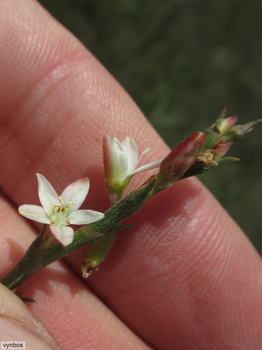 Oxygonum dregeanum (Starstalk) — photo