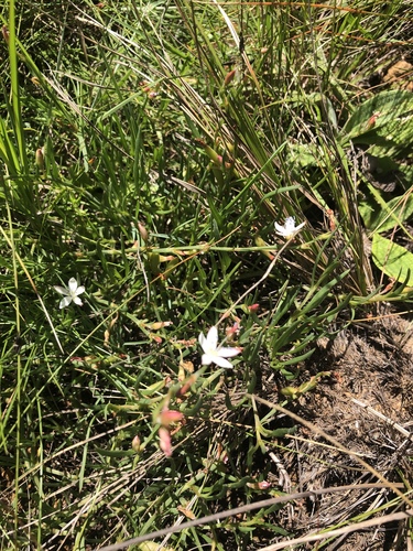 Oxygonum dregeanum (Starstalk) — photo