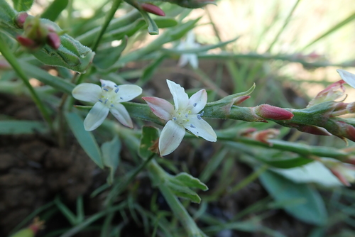 Oxygonum dregeanum