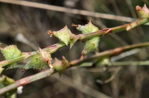 Oxygonum sinuatum (Kindiri) — photo