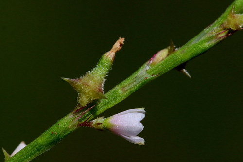 Oxygonum sinuatum (Kindiri) — photo