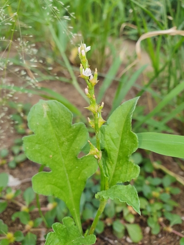 Oxygonum sinuatum