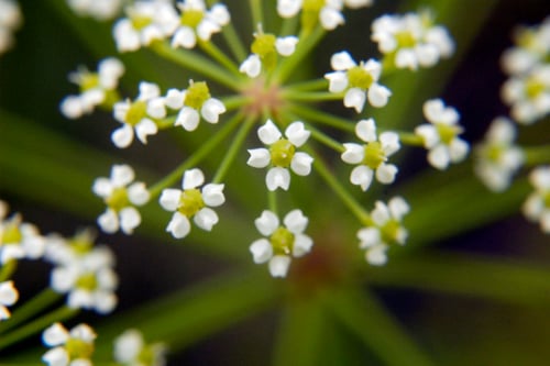 Oxypolis rigidior (Stiff cowbane) — photo