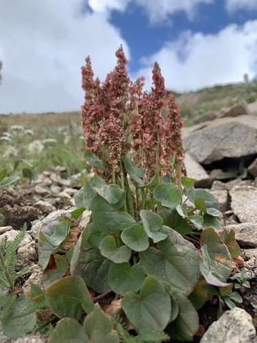 Oxyria digyna (Mountain sorrel) — photo