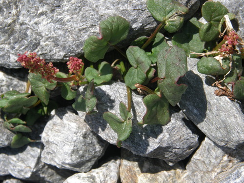 Oxyria digyna (Mountain sorrel) — photo
