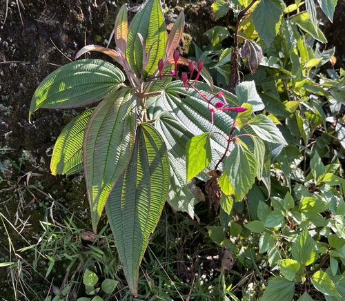 Oxyspora paniculata (Long-tang) — photo