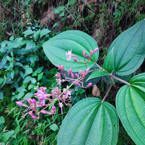 Oxyspora paniculata (Long-tang) — photo