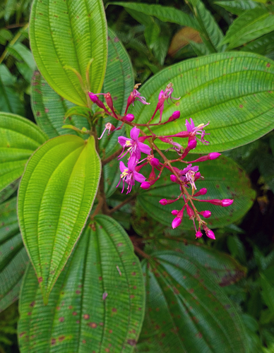 Oxyspora paniculata