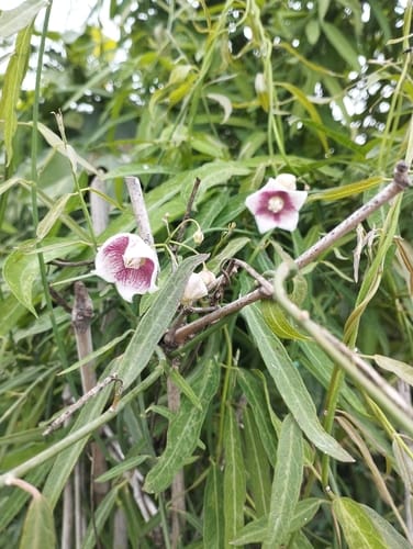 Oxystelma esculentum (Alpin's oxystelma) — photo