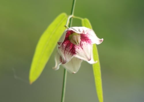 Oxystelma esculentum