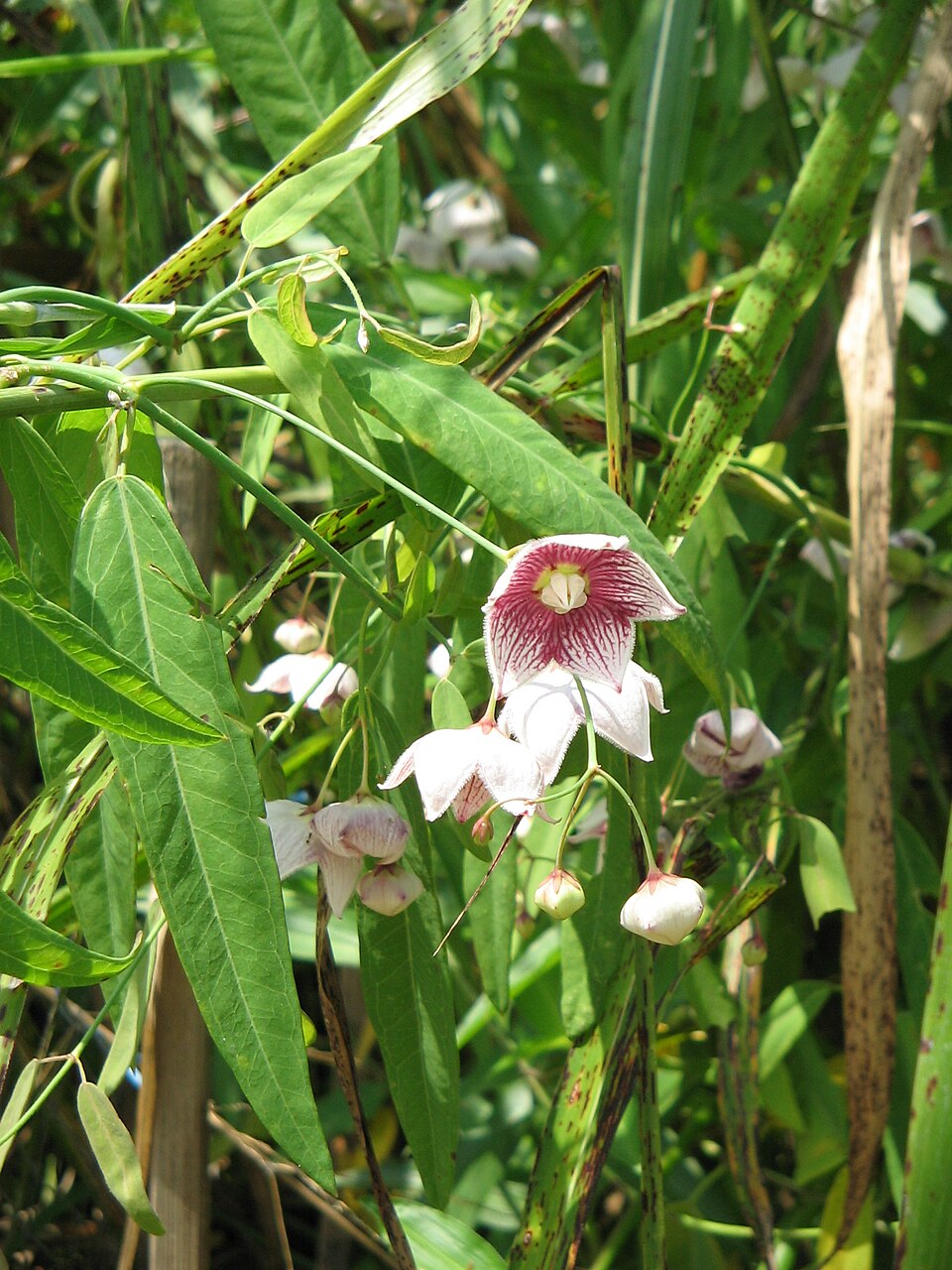 Oxystelma secamone — photo