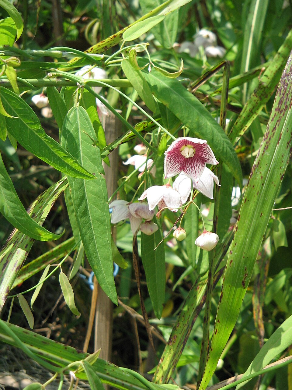 Oxystelma secamone