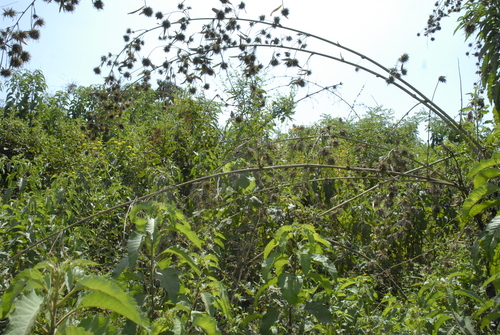 Oxytenanthera abyssinica (Lowland bamboo) — photo