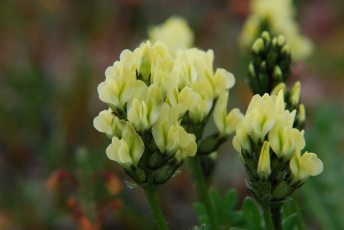 Oxytropis maydelliana (Yellow oxytrope) — photo