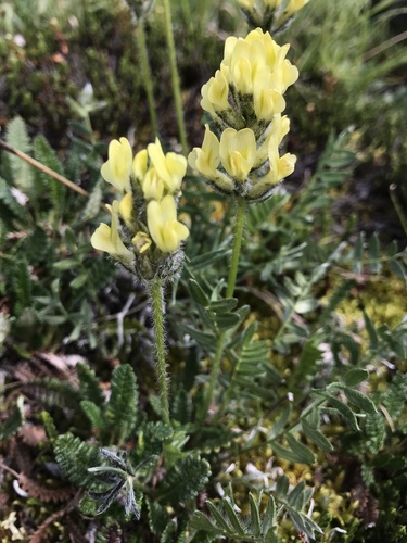 Oxytropis maydelliana (Yellow oxytrope) — photo