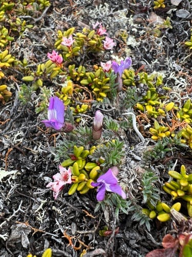 Oxytropis nigrescens (Blackish oxytrope) — photo