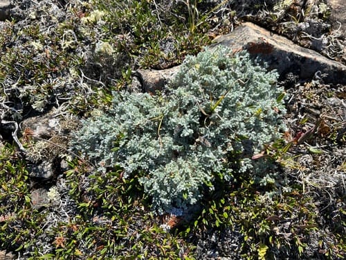 Oxytropis nigrescens (Blackish oxytrope) — photo