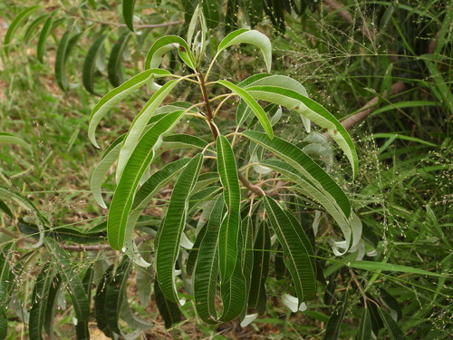 Ozoroa engleri (White resin tree) — photo