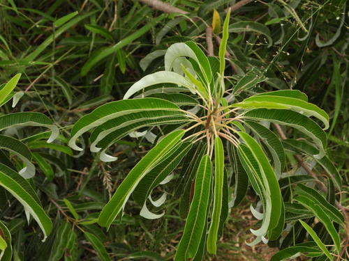 Ozoroa engleri