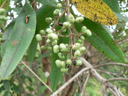 Ozoroa insignis (Raisin bush) — photo