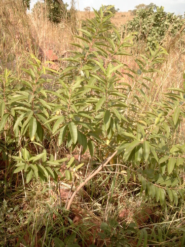 Ozoroa insignis (Raisin bush) — photo