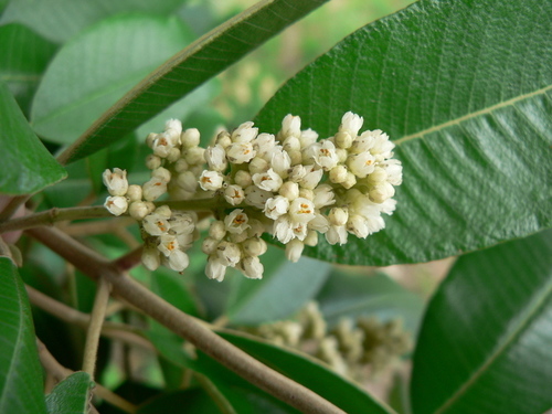 Ozoroa insignis