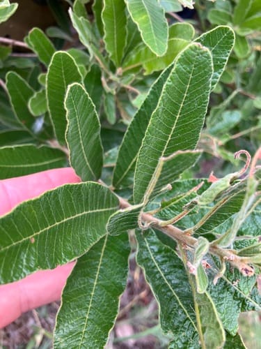 Ozoroa sphaerocarpa (Roundfruit currant tree) — photo