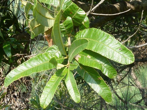 Ozoroa sphaerocarpa