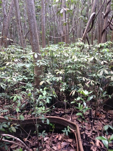 Pachira aquatica (Guiana Chestnut) — photo