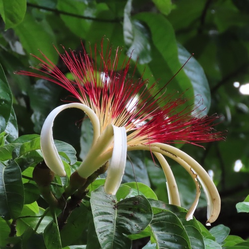 Pachira aquatica (Guiana Chestnut) — photo