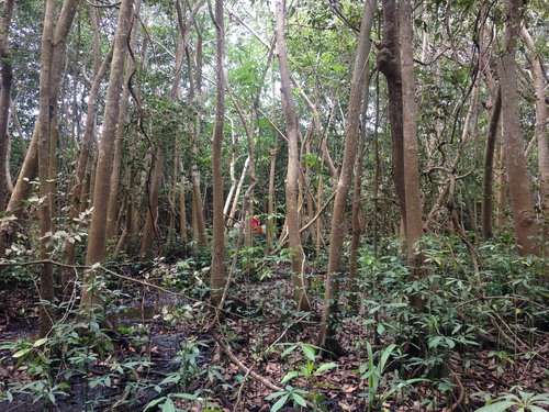 Pachira aquatica