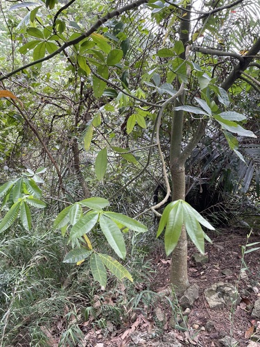 Pachira glabra (Saba nut) — photo