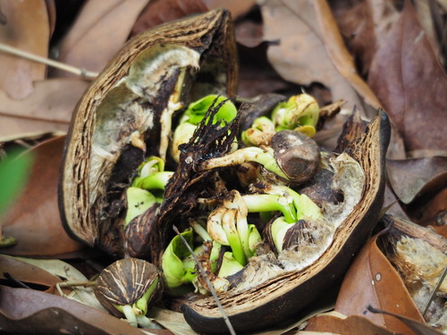 Pachira glabra (Saba nut) — photo
