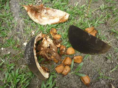 Pachira insignis (Maranhao nut) — photo
