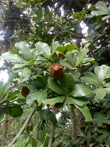 Pachira insignis (Maranhao nut) — photo