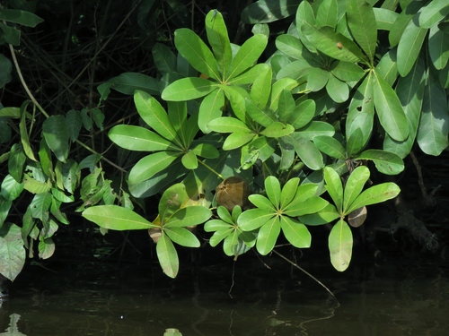Pachira insignis