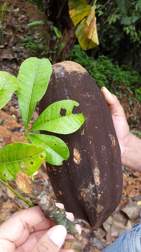 Pachira patinoi