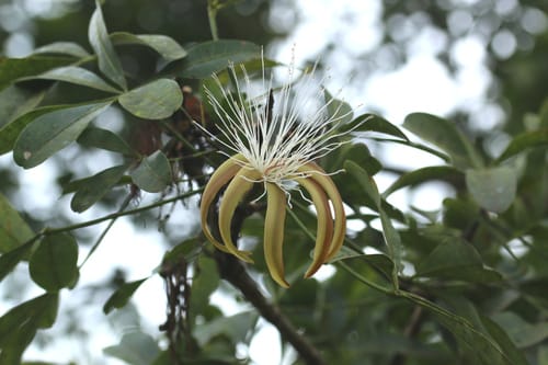 Pachira sessilis — photo
