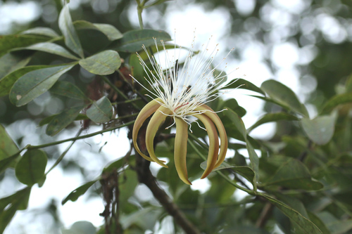 Pachira sessilis