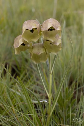 Pachycarpus campanulatus (Fairy-bell pachycarpus) — photo