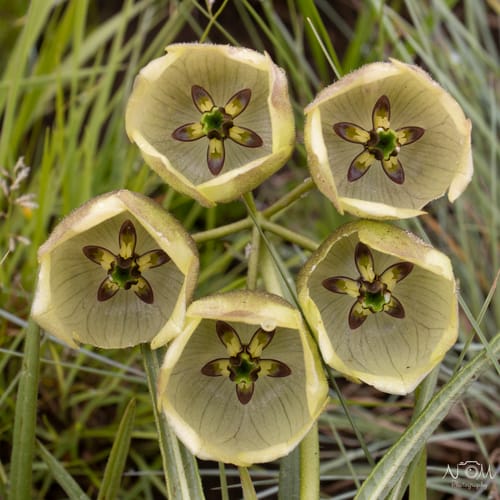 Pachycarpus campanulatus (Fairy-bell pachycarpus) — photo
