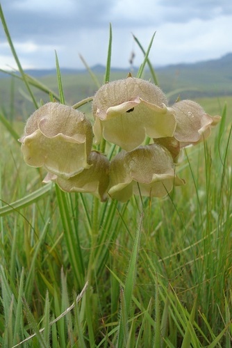 Pachycarpus campanulatus