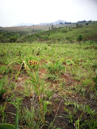 Pachycarpus concolor (Astral pachycarpus) — photo