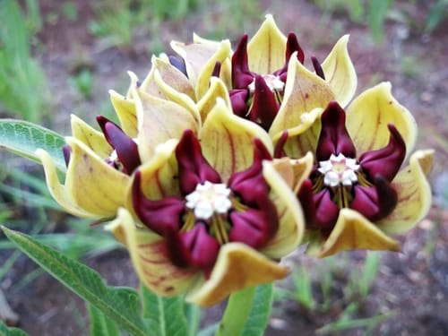 Pachycarpus concolor (Astral pachycarpus) — photo