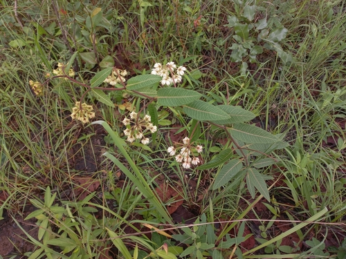 Pachycarpus lineolatus — photo