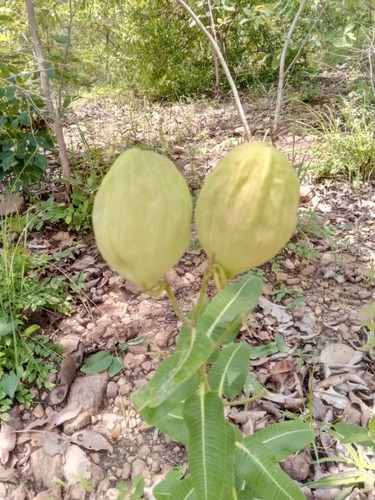 Pachycarpus lineolatus — photo