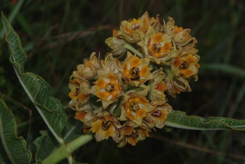 Pachycarpus rigidus