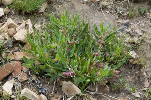 Pachycarpus vexillaris
