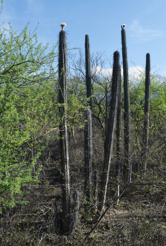 Pachycereus hollianus — photo