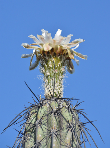 Pachycereus hollianus — photo